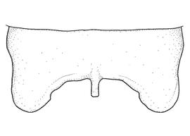   Anthidium pallidiclypeum  male, diagram showing dorsal view of seventh tergum (T7), diagram from Gonzalez and Griswold 2013 
